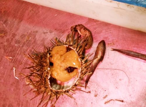 海胆苦是怎么回事