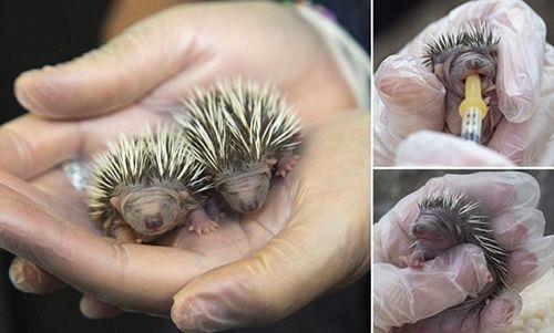 什么动物40多天出生