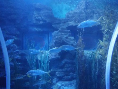 青岛海底世界和海洋馆区别