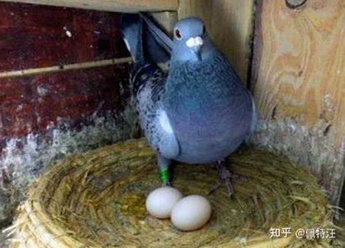 鸽子繁殖季节是几月份