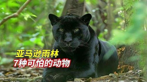 亚马逊森林十大危险动物