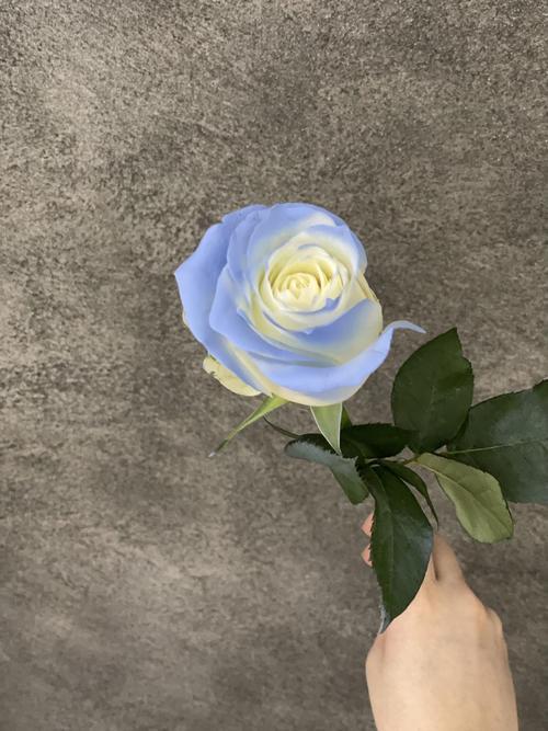 蓝白色玫瑰花花语