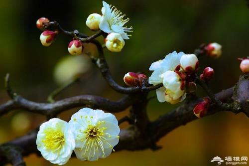 梅花花期是什么时候