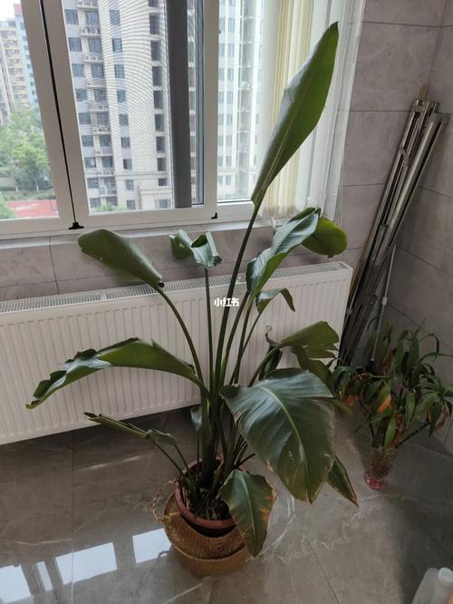 天堂鸟剪秃了还能长出来嘛