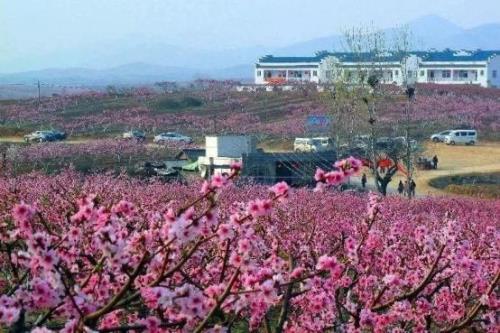 孝感赏花最佳地点