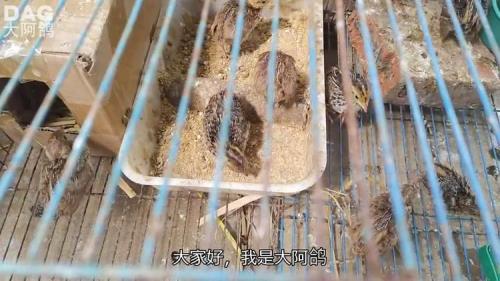 鹌鹑和鸽子的区别