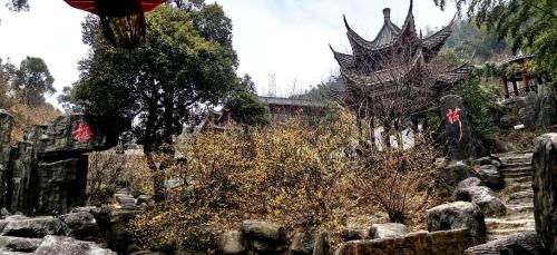 江西梅岭观腊梅最佳时间