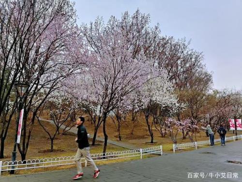 北京玉渊潭公园樱花什么时候开