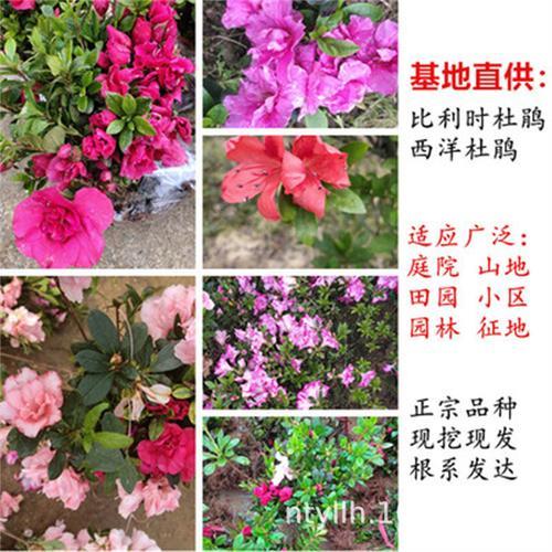 映山红小苗几年能开花