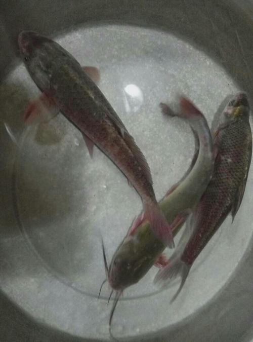 燕鱼鱼翅发红什么原因