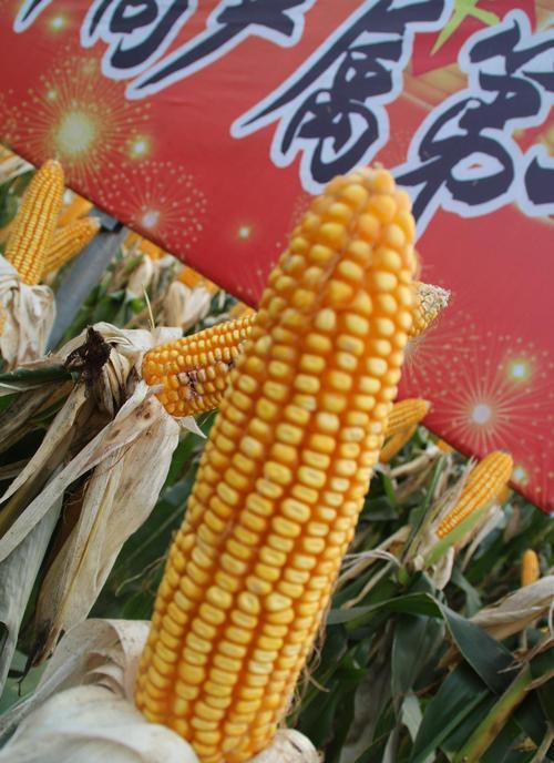德利农7号玉米种优缺点