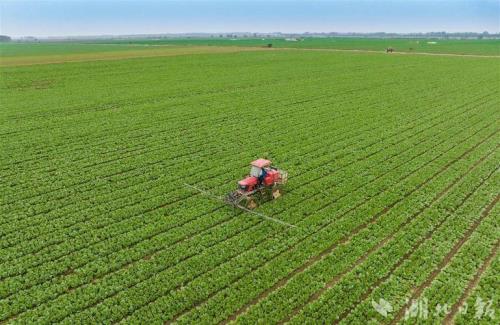 旱伏现象是什么意思