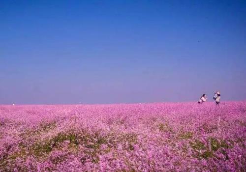 鄱阳湖哪里有樱花看