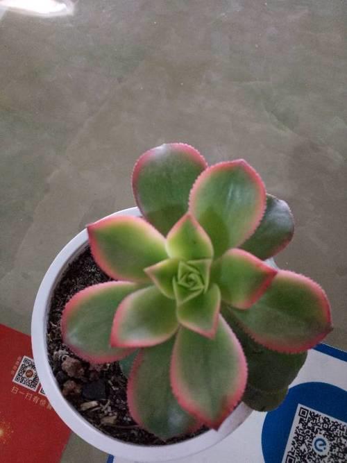 多肉莲花为什么叶子向下弯