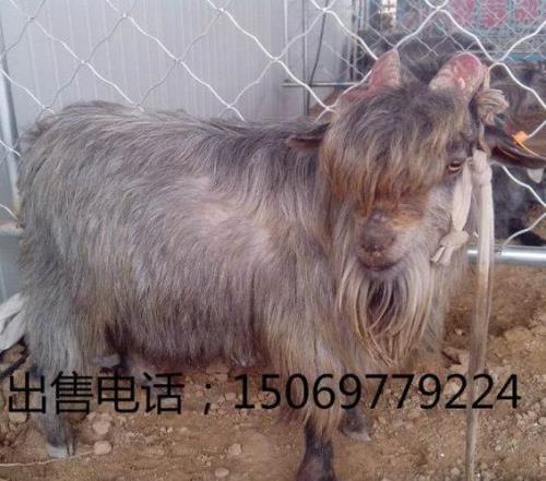 青山羊长多少斤