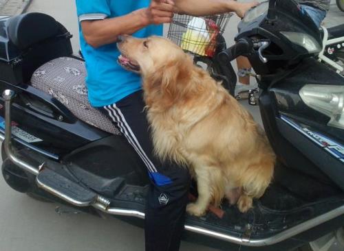 教你几招怎么怎么看金毛纯不纯