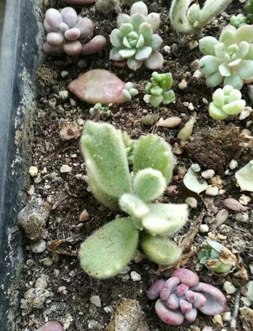 蘑菇盆种什么多肉好看