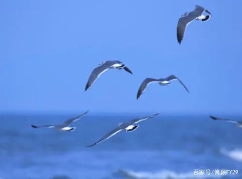 海鸥海鸥儿歌