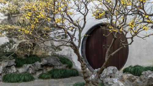 苏州看腊梅最佳地点