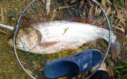中秋水库钓鲢鱼钓深还是钓浅