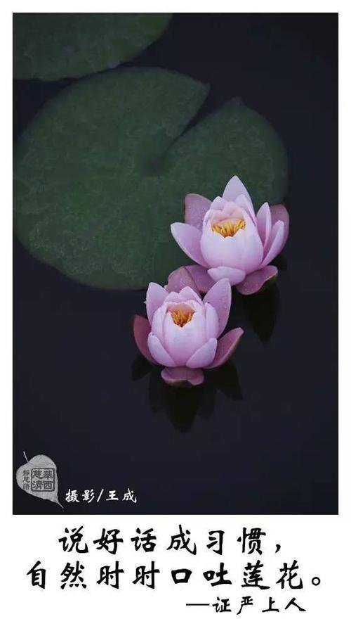 什么是口吐莲花