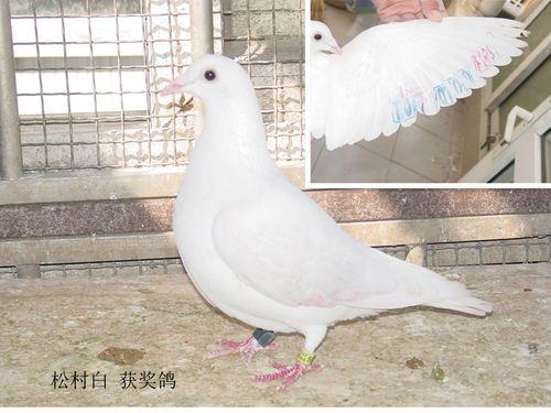村松白信特点
