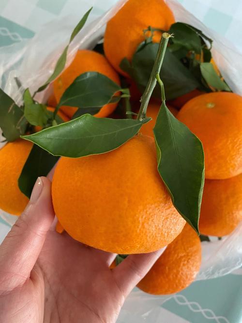 橙子是什么季节的水果