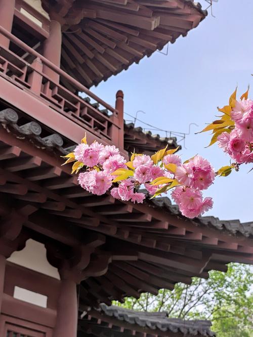2021年西安青龙寺樱花什么时间开