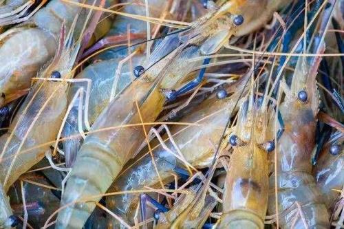 大明虾是淡水虾吗