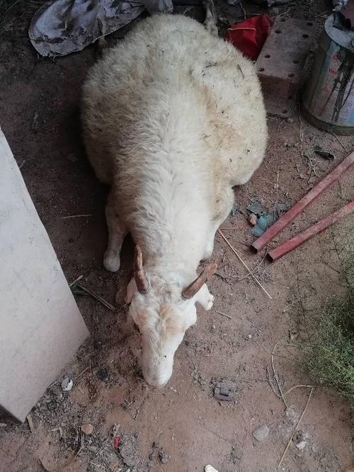 母羊生小羊尾先出来怎么回事