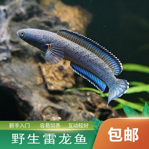 雷龙寿命