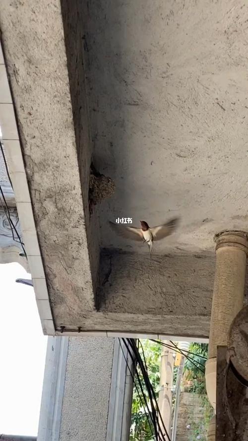 看燕子归来歌名
