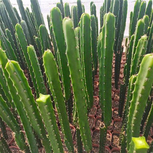 宝塔仙人掌种植株距和行距