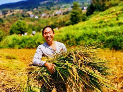 农民种50亩水稻国家有多少补助