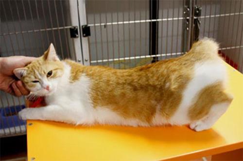 猫的孕期是多久