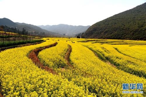 晋宁沙堤油菜花离昆明有几公里