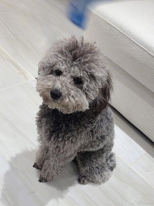 爸妈都是灰泰迪孩子怎么不返灰
