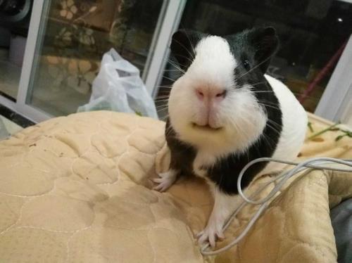 荷兰猪怎么宰杀