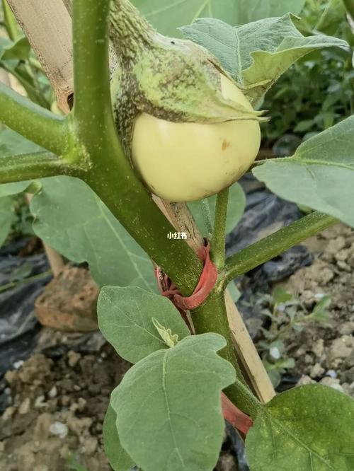 云南稀奇古怪的蔬菜