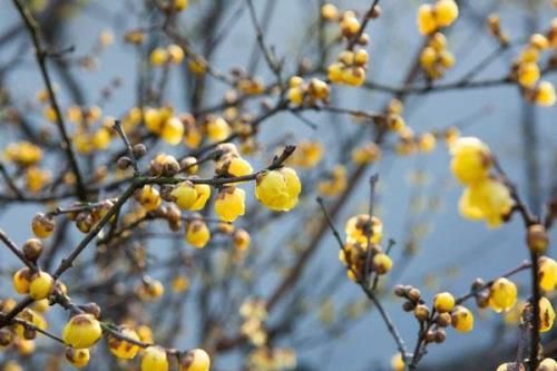 今年芜湖市区哪里腊梅花开啦
