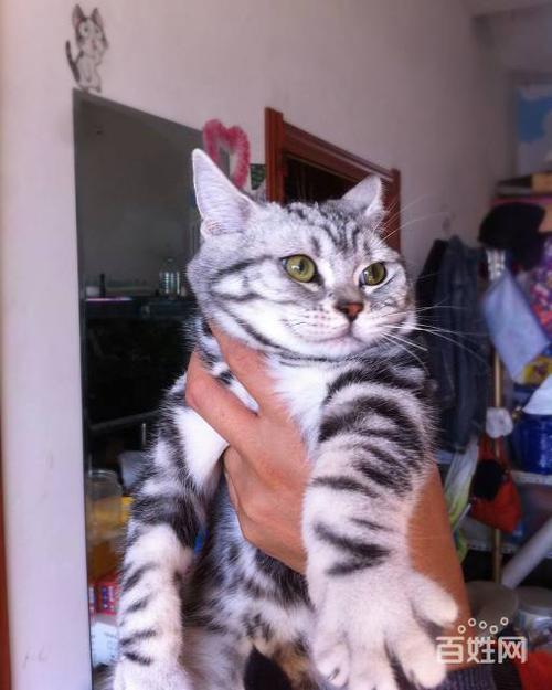 七八个月的猫猫有多长