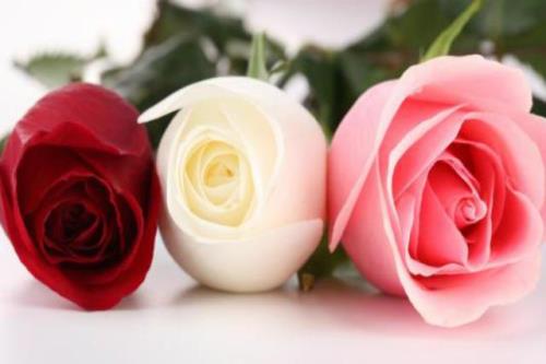 三支玫瑰是什么意思
