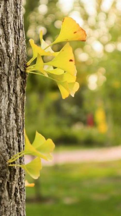 南有一片叶北有一片云什么意思