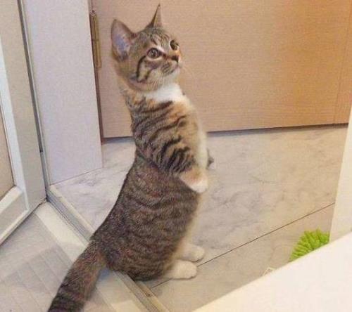 小猫多久会站起来