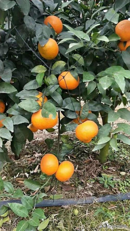 湖南张家界可以种沃柑吗
