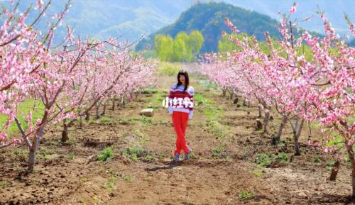 平谷桃花海几月去