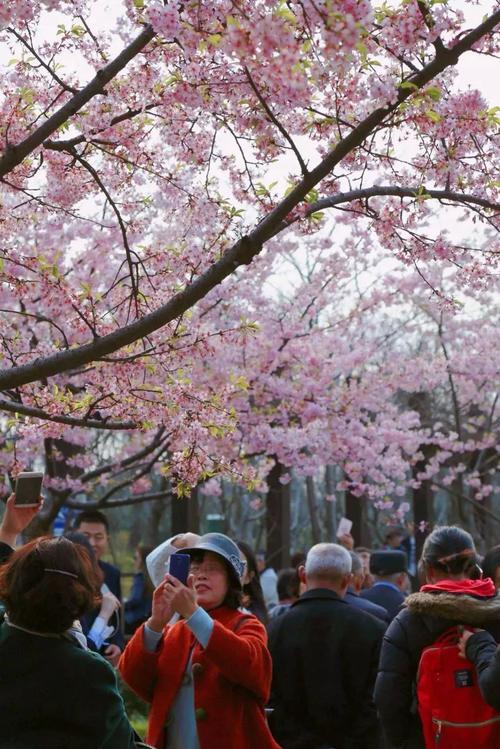 顾村公园樱花节什么时候开始