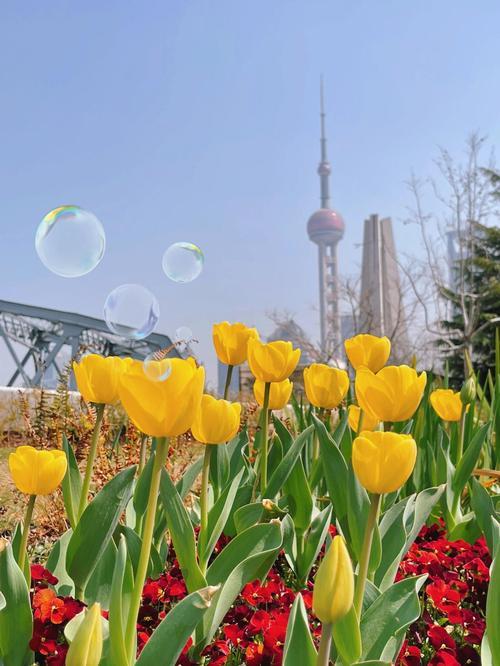 外滩郁金香现在开了吗