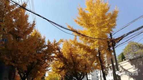 阳冬什么意思