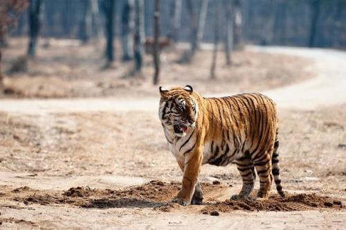 东北虎大战狼群真相